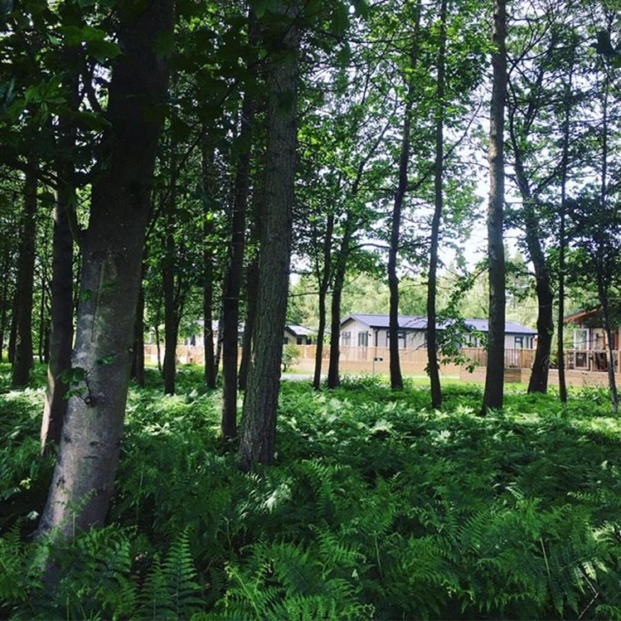 Hollicarrs - Stag Lodge York Bagian luar foto