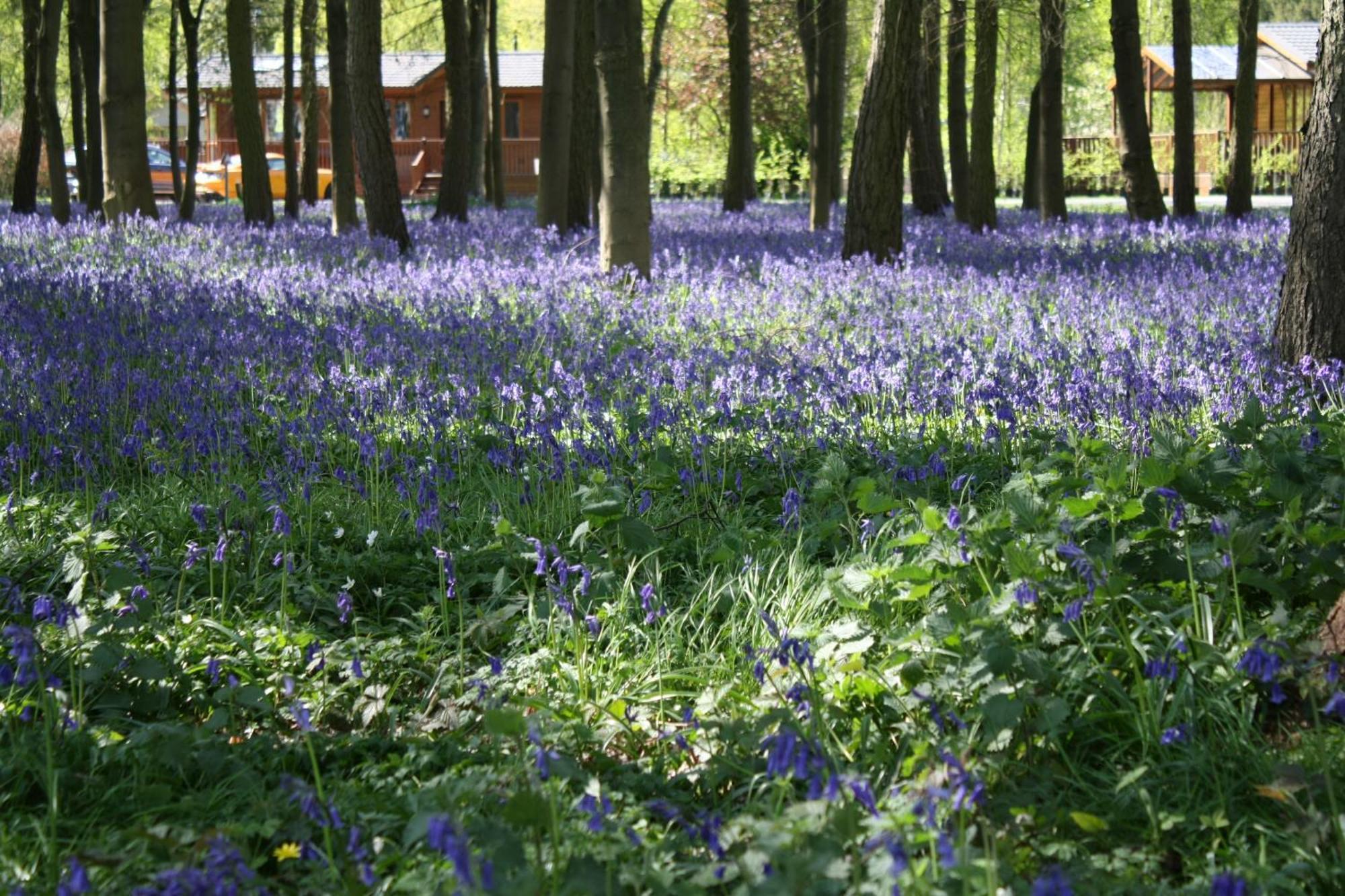 Hollicarrs - Stag Lodge York Bagian luar foto